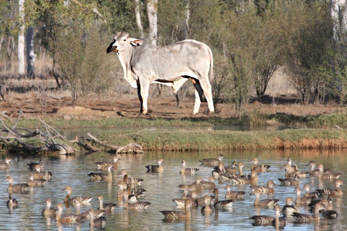 Min Min QLD Accommodation Cooktown