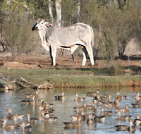 Natural Encounters Trail - Accommodation Cooktown