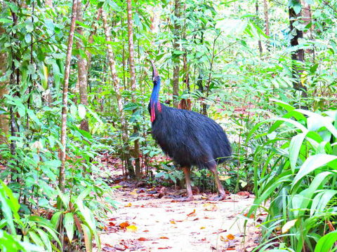 Daintree Safaris - Accommodation Cooktown 0