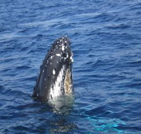 Jervis Bay Whales - Accommodation Cooktown