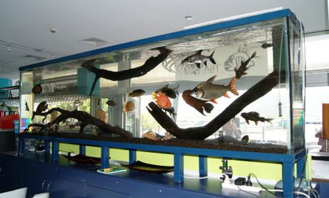 Aquariums In Cairns - Accommodation Cooktown 2