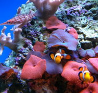 Tropical Marine Centre - Accommodation Cooktown