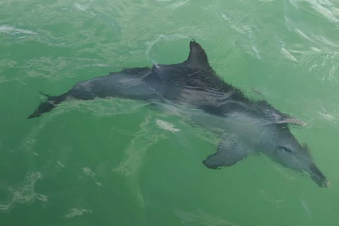 The Pirate Cruise In Mandurah On Viator - Accommodation Cooktown 4