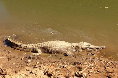 Amazing Windjana Gorge And Tunnel Creek Adventure From Broome - Accommodation Cooktown 7