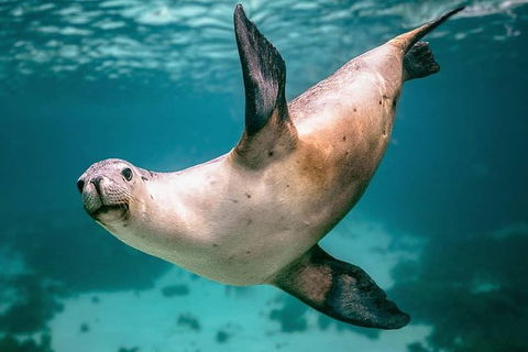 Carnac Island Half Day Sail - Accommodation Cooktown 0