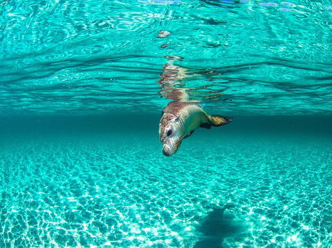 Carnac Island Half Day Sail - Accommodation Cooktown 7