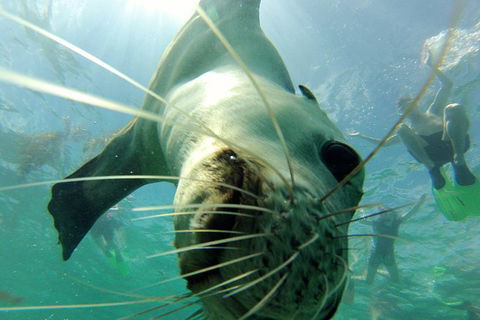 Carnac Island Half Day Sail - Accommodation Cooktown 6