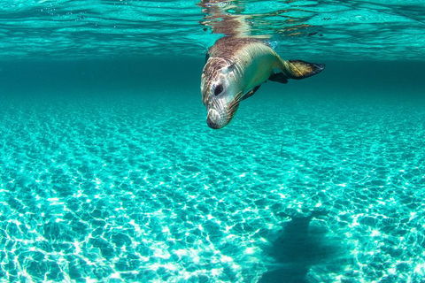 Carnac Island Half Day Sail - Accommodation Cooktown 10