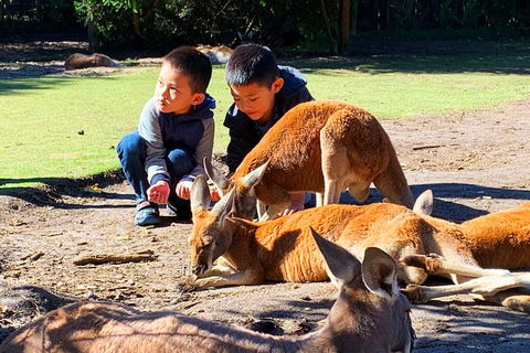 Caversham Wildlife Park, Old Guildford Town & Swan Valley Tour - Accommodation Cooktown 0