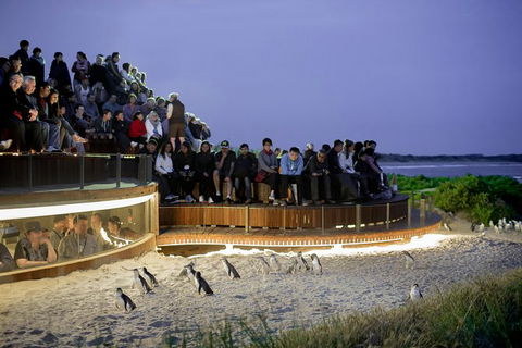 1 Day Private Phillip Island Tour (VIP Charter Up To 9 People) - Accommodation Cooktown 0