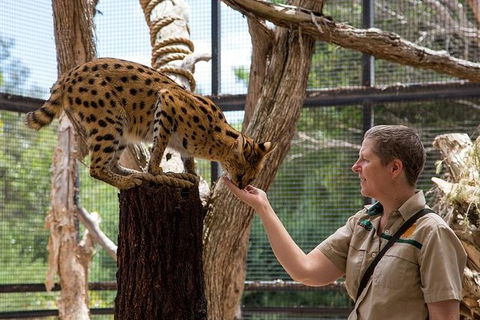 African Cat Encounter At Werribee Open Range Zoo - Accommodation Cooktown 1