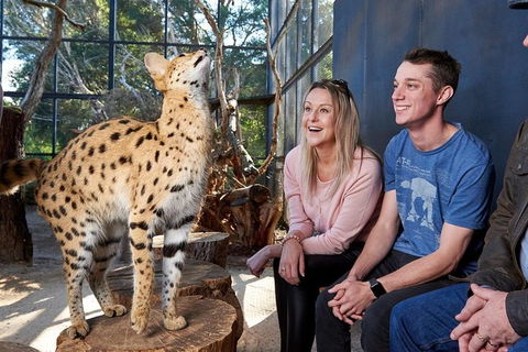 African Cat Encounter At Werribee Open Range Zoo - Accommodation Cooktown 5