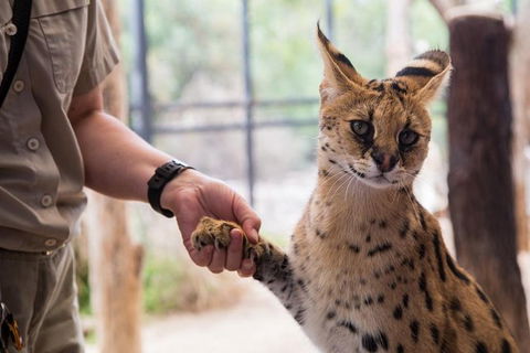 African Cat Encounter At Werribee Open Range Zoo - Accommodation Cooktown 3