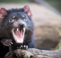 Port Arthur and Tassie Devils Active Day Tour from Hobart