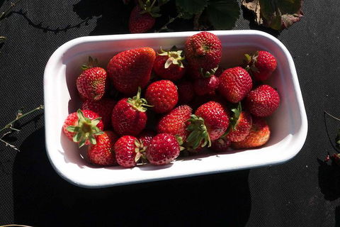 Agrarian Kitchen Eatery And Derwent Valley Gourmet Food Tour - Accommodation Cooktown 8