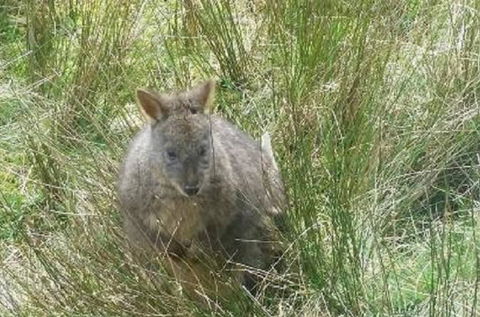 Leven Canyon Day Trip Including Wings Wildlife Park Or Gunns Plains Caves From Devonport, Ulverstone Or Burnie - Accommodation Cooktown 0