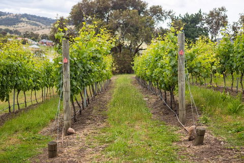 A Sommelier Guided Tour: Thursday Afternoon Wine Gin Cheese & Cocktails - Accommodation Cooktown 3