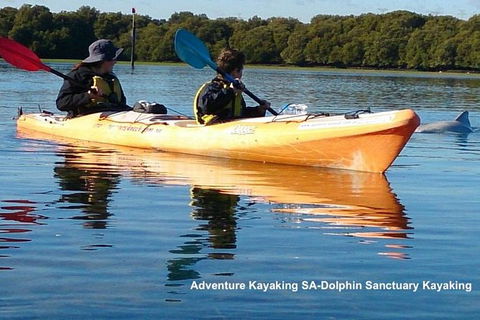 Adelaide Dolphin Sanctuary And Ships Graveyard Kayak Tour - Accommodation Cooktown 0