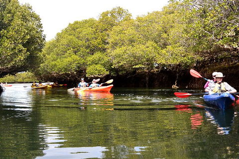 Adelaide Dolphin Sanctuary And Ships Graveyard Kayak Tour - Accommodation Cooktown 8