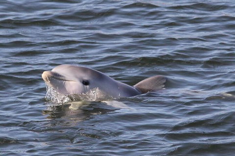 Adelaide Dolphin Sanctuary And Ships Graveyard Kayak Tour - Accommodation Cooktown 6