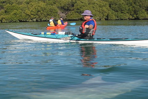 Adelaide Dolphin Sanctuary And Ships Graveyard Kayak Tour - Accommodation Cooktown 5