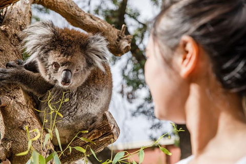 Adelaide Zoo Behind The Scenes Experience: Koala Encounter - Accommodation Cooktown 0