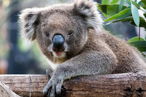 Adelaide Zoo Behind The Scenes Experience: Koala Encounter - Accommodation Cooktown 1