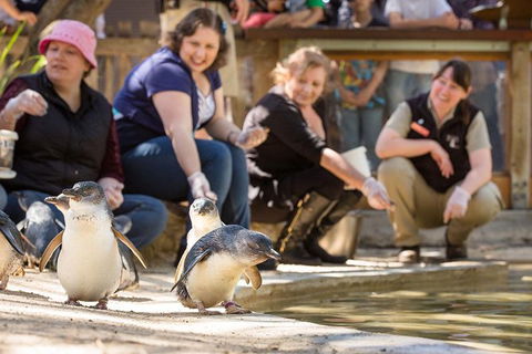 Adelaide Zoo Behind The Scenes Experience: Penguins In Person - Accommodation Cooktown 0