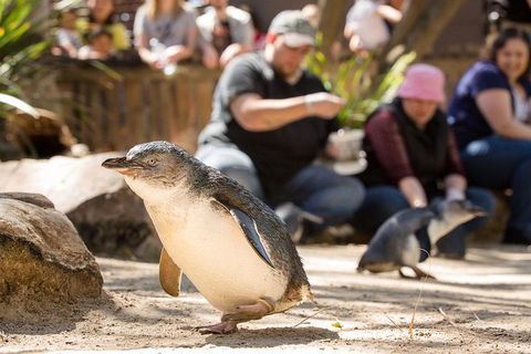 Adelaide Zoo Behind The Scenes Experience: Penguins In Person - Accommodation Cooktown 1