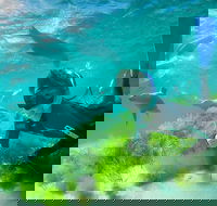 Half-Day Sea Lion Snorkeling Tour from Port Lincoln - Accommodation Cooktown