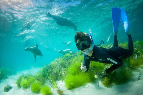 Half-Day Sea Lion Snorkeling Tour From Port Lincoln - Accommodation Cooktown 0