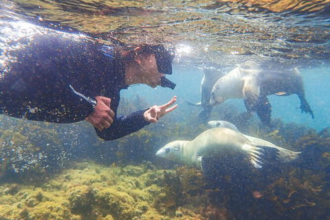 Half-Day Sea Lion Snorkeling Tour From Port Lincoln - Accommodation Cooktown 8