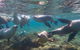 Half-Day Sea Lion Snorkeling Tour From Port Lincoln - thumb 2