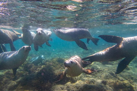 Half-Day Sea Lion Snorkeling Tour From Port Lincoln - Accommodation Cooktown 2
