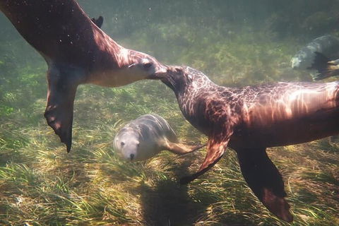 Half-Day Sea Lion Snorkeling Tour From Port Lincoln - Accommodation Cooktown 6