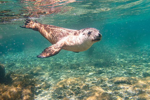 Half-Day Sea Lion Snorkeling Tour From Port Lincoln - Accommodation Cooktown 4