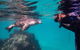 Half-Day Sea Lion Snorkeling Tour From Port Lincoln - thumb 5