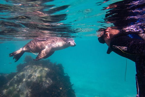 Half-Day Sea Lion Snorkeling Tour From Port Lincoln - Accommodation Cooktown 5