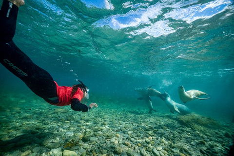 Half-Day Sea Lion Snorkeling Tour From Port Lincoln - Accommodation Cooktown 1