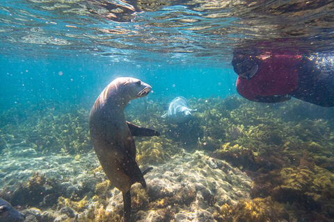 Half-Day Sea Lion Snorkeling Tour From Port Lincoln - Accommodation Cooktown 3