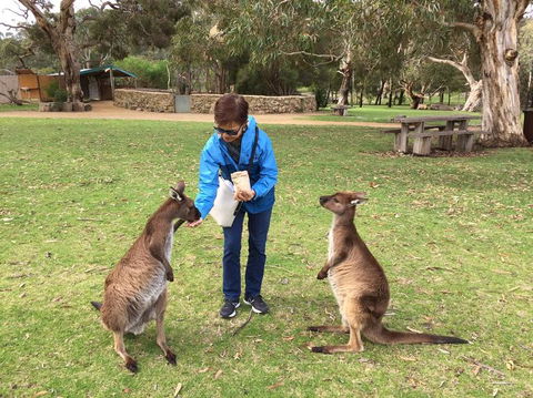 Adelaide Highlights And Hahndorf Tour With Optional River Cruise - Accommodation Cooktown 3