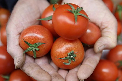 Adelaide Central Market & City EcoCaddy Tour - Accommodation Cooktown 7