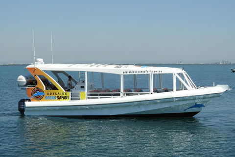 Adelaide Ocean Safari - Wild Dolphin Safari - Accommodation Cooktown 0