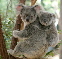 Lone Pine Koala Sanctuary Day Pass