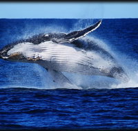 Whale Watching Cruise from Redcliffe Brisbane or the Sunshine Coast