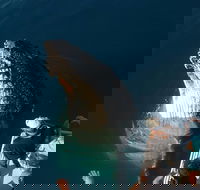 Hervey Bay Whale Watching Experience - Accommodation Cooktown