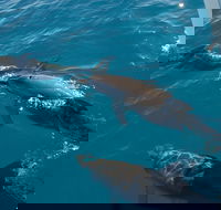 Fraser Island  Dolphin Sailing Adventure