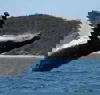 Hervey Bay Ultimate Whale Watching Cruise - Accommodation Cooktown