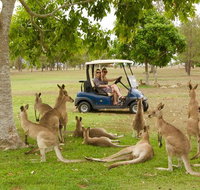 Small-Group Wildlife and Rainforest Tour from Port Douglas