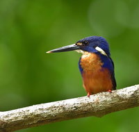 Daintree River Dawn Cruise